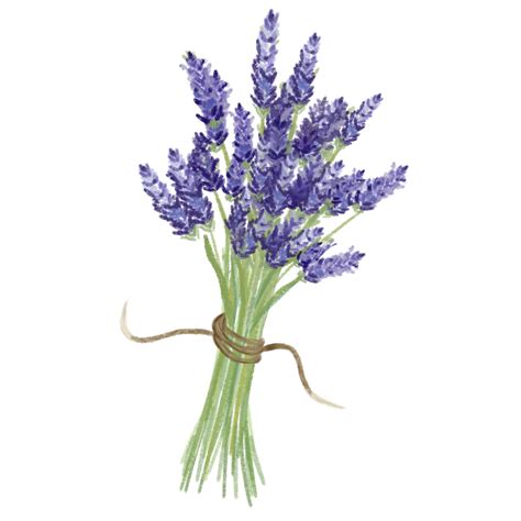 49,521+ Free Lavender Flower Illustrations .